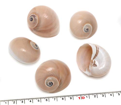 Amazon | 【貝殻パーツ】ツメタガイ 1個 | アクセサリパーツ 通販